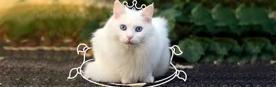gatos turcos
